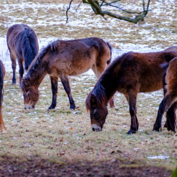 Heste græsser på marken ved Skovsgaard Gods