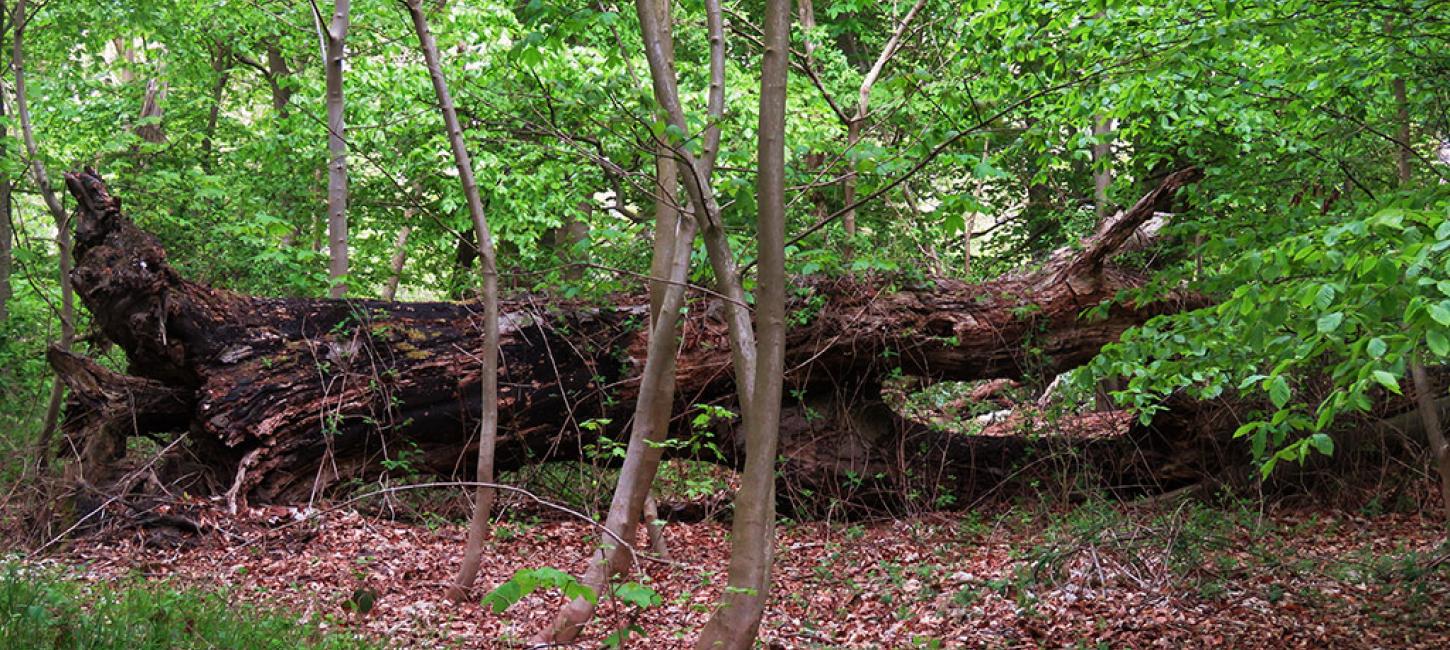 Vestre Stigtehave skovbund