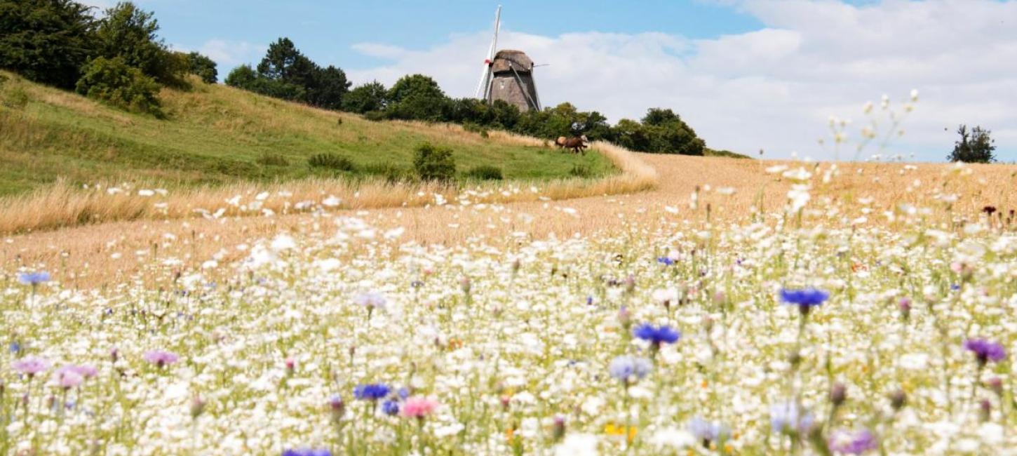 Vester Mølle i Søby