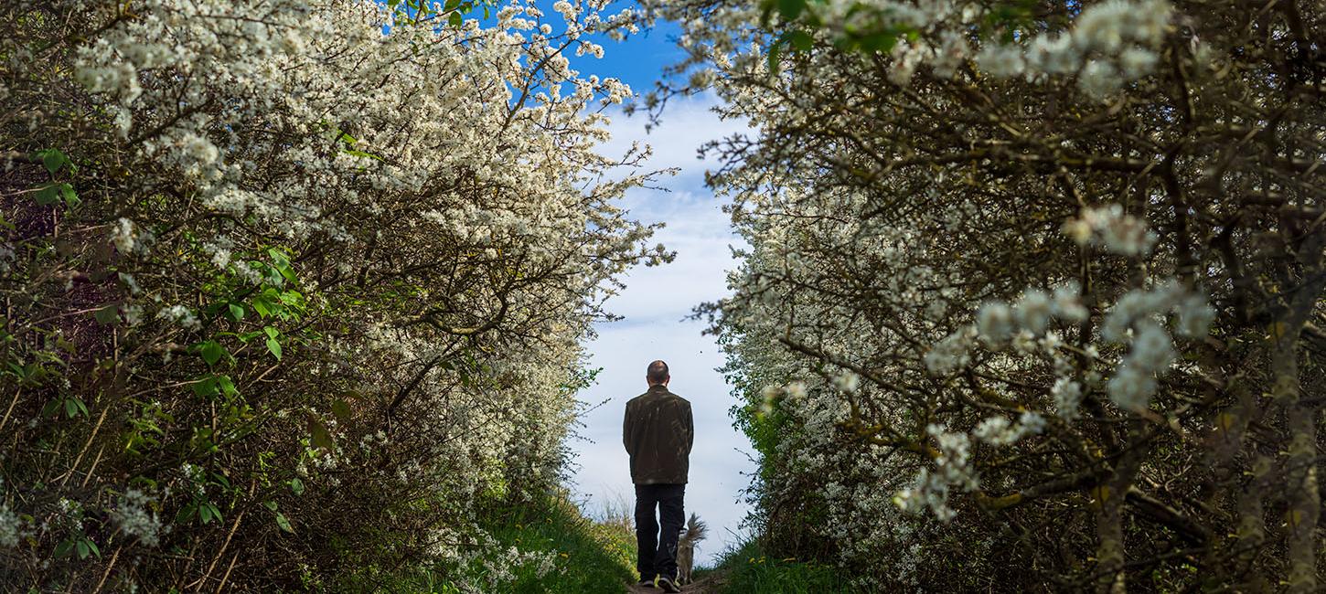 Ristinge Klint - tjørnen er sprunget ud 