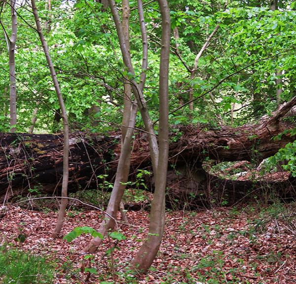 Vestre Stigtehave skovbund