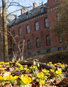 Forårsblomster på Skovsgaard Gods