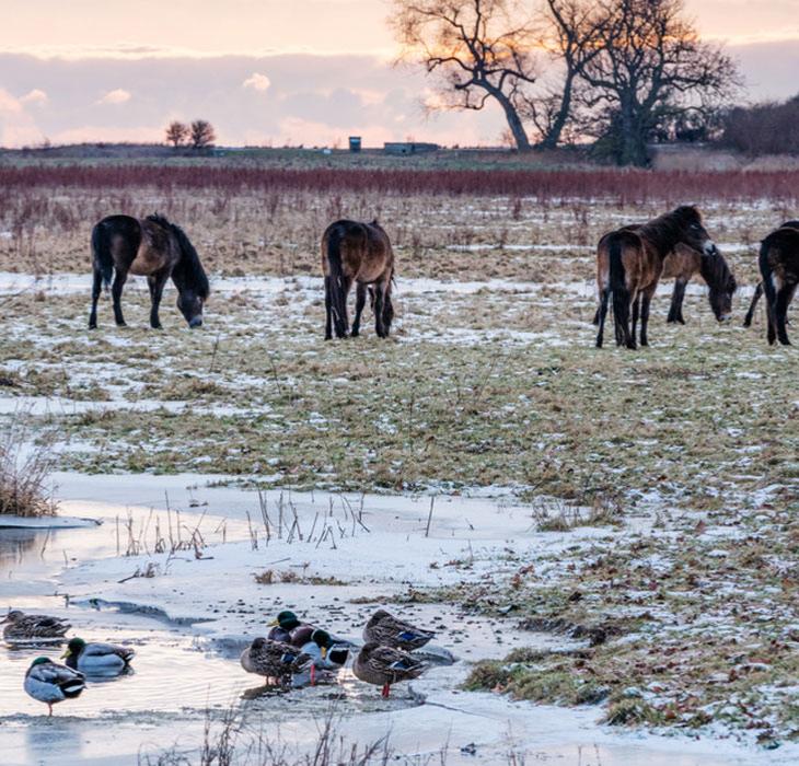 Snedækket mark med vilde heste